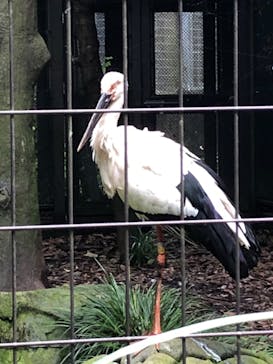 よこはま動物園ズーラシアに投稿された画像（2022/6/20）