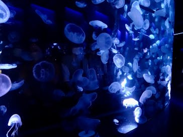 京都水族館に投稿された画像（2022/6/20）