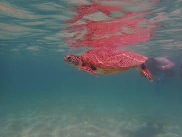 宮古島 ADVENTURE PiPi（ミヤコジマ アドベンチャー ピピ）に投稿された画像（2022/6/20）