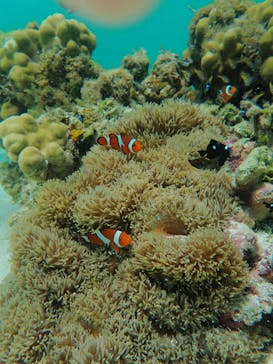 宮古島 ADVENTURE PiPi（ミヤコジマ アドベンチャー ピピ）に投稿された画像（2022/6/20）