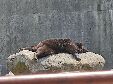 奥飛騨クマ牧場に投稿された画像（2022/6/20）