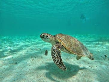 宮古島 ADVENTURE PiPi（ミヤコジマ アドベンチャー ピピ）に投稿された画像（2022/6/20）