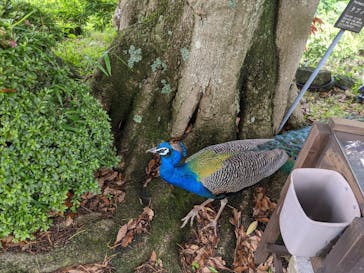 伊豆シャボテン動物公園に投稿された画像（2022/6/20）