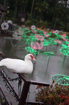 美らヤシパークオキナワ・東南植物楽園に投稿された画像（2022/6/21）