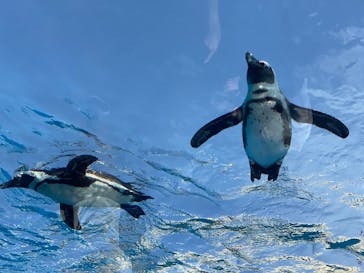 サンシャイン水族館に投稿された画像（2022/6/21）