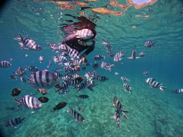 DIVING-SHOP SUNSに投稿された画像（2022/6/21）