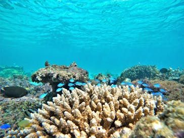 宮古島 ADVENTURE PiPi（ミヤコジマ アドベンチャー ピピ）に投稿された画像（2022/6/21）