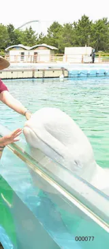 横浜・八景島シーパラダイスに投稿された画像（2022/6/21）