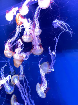 すみだ水族館に投稿された画像（2022/6/21）