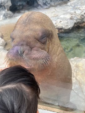 鴨川シーワールドに投稿された画像（2022/6/21）