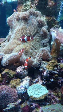 鴨川シーワールドに投稿された画像（2022/6/21）