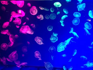 名古屋港水族館に投稿された画像（2022/6/21）