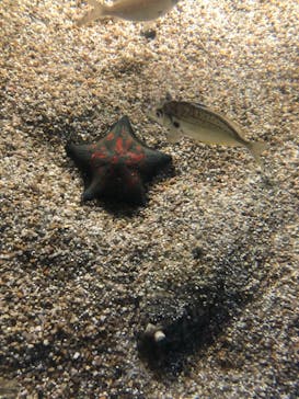 名古屋港水族館に投稿された画像（2022/6/21）