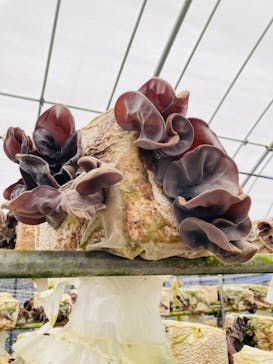 永島農園に投稿された画像（2022/6/21）