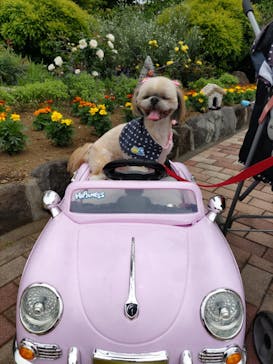 ニューヨークランプミュージアム＆フラワーガーデンに投稿された画像（2022/6/21）