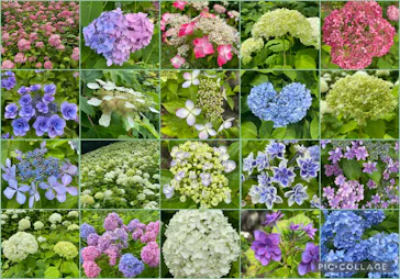 わんダフルネイチャーヴィレッジに投稿された画像（2022/6/21）