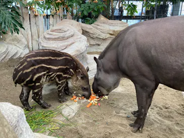 神戸どうぶつ王国に投稿された画像（2022/6/21）