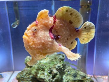 ゼロ距離水族館 伊勢シーパラダイスに投稿された画像（2022/6/21）