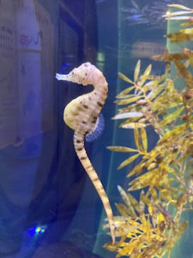 ゼロ距離水族館 伊勢シーパラダイスに投稿された画像（2022/6/21）