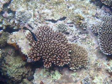 石垣島 ADVENTURE PiPi（イシガキジマアドベンチャーピピ）に投稿された画像（2022/6/22）