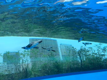 サンシャイン水族館に投稿された画像（2022/6/22）