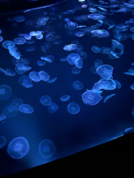 すみだ水族館に投稿された画像（2022/6/22）