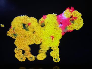 森ビル デジタルアート ミュージアム：エプソン チームラボボーダレスに投稿された画像（2022/6/22）