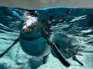 鴨川シーワールドに投稿された画像（2022/6/22）