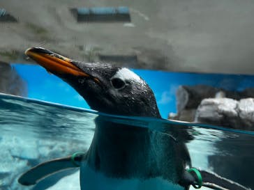 鴨川シーワールドに投稿された画像（2022/6/22）