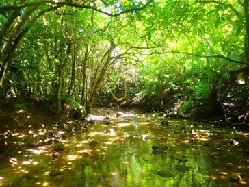 西表島 ADVENTURE PiPi（アドベンチャーピピ）に投稿された画像（2022/6/22）