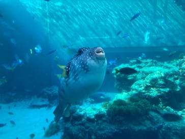 沖縄美ら海水族館に投稿された画像（2022/6/22）