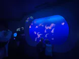 新江ノ島水族館に投稿された画像（2022/6/23）