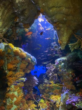 サンシャイン水族館に投稿された画像（2022/6/23）