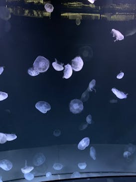 サンシャイン水族館に投稿された画像（2022/6/23）