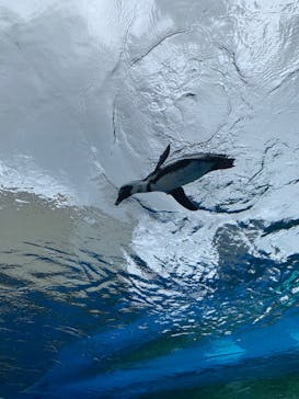 サンシャイン水族館に投稿された画像（2022/6/23）
