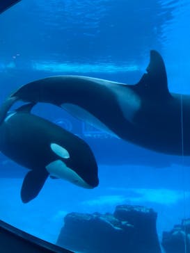 名古屋港水族館に投稿された画像（2022/6/23）