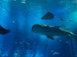 沖縄美ら海水族館に投稿された画像（2022/6/23）