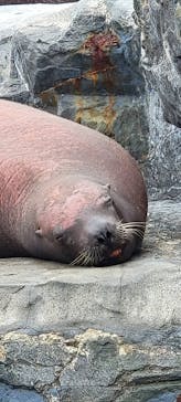 鴨川シーワールドに投稿された画像（2022/6/23）