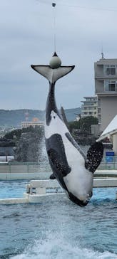 鴨川シーワールドに投稿された画像（2022/6/23）