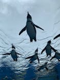 サンシャイン水族館に投稿された画像（2022/6/23）