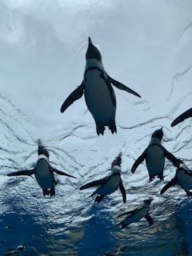 サンシャイン水族館に投稿された画像（2022/6/23）