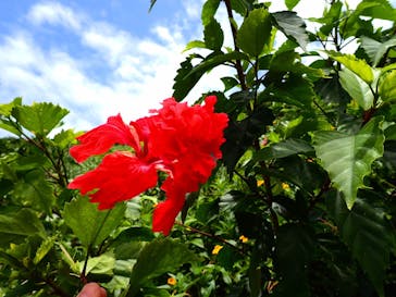 宮古島 ADVENTURE PiPi（ミヤコジマ アドベンチャー ピピ）に投稿された画像（2022/6/23）