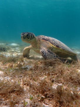 宮古島 ADVENTURE PiPi（ミヤコジマ アドベンチャー ピピ）に投稿された画像（2022/6/23）