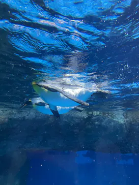横浜・八景島シーパラダイスに投稿された画像（2022/6/23）