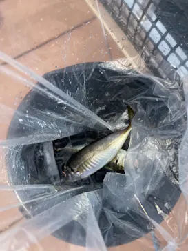 横浜・八景島シーパラダイスに投稿された画像（2022/6/23）