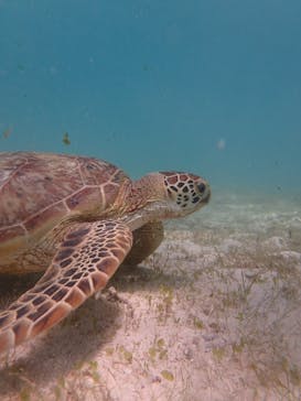 宮古島 ADVENTURE PiPi（ミヤコジマ アドベンチャー ピピ）に投稿された画像（2022/6/23）