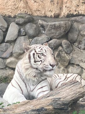 東武動物公園に投稿された画像（2022/6/24）