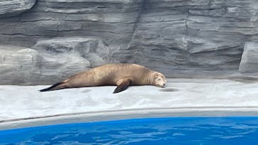 鴨川シーワールドに投稿された画像（2022/6/24）