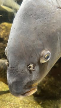 鴨川シーワールドに投稿された画像（2022/6/24）