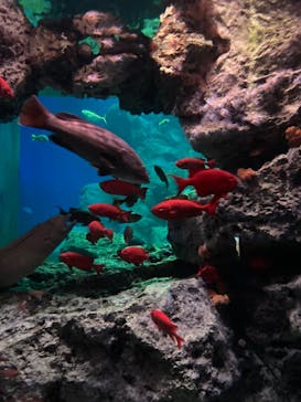 大分マリーンパレス水族館 「うみたまご」に投稿された画像（2022/6/24）